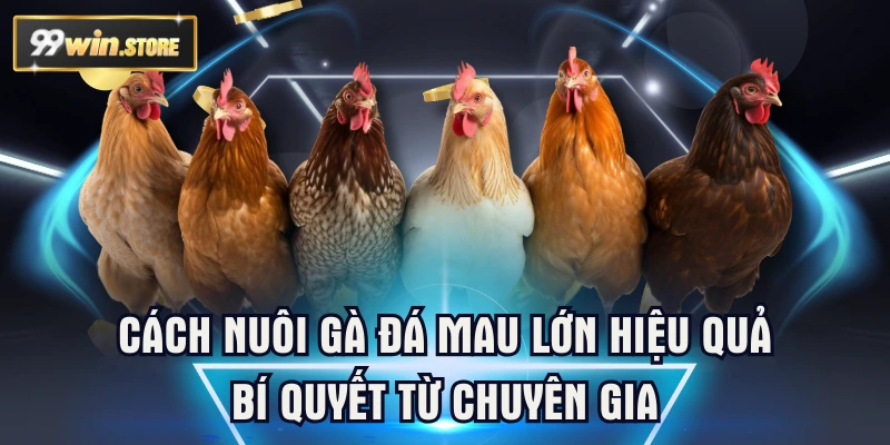 Cách Nuôi Gà Đá Mau Lớn Hiệu Quả | Bí Quyết Từ Chuyên Gia