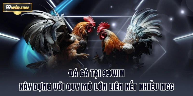 Đá gà tại 99WIN xây dựng với quy mô lớn liên kết nhiều NCC
