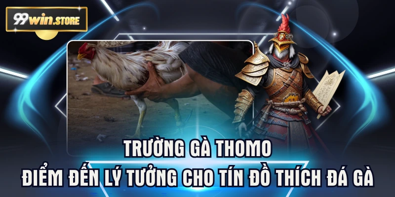 Trường Gà Thomo - Điểm Đến Lý Tưởng Cho Tín Đồ Thích Đá Gà